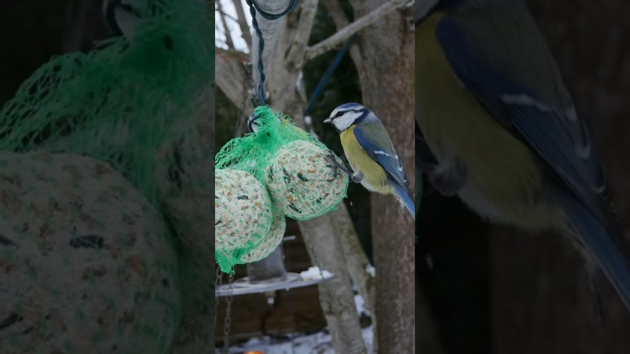 Birds pecking at a round ball full of grain || birds eating seeds || wild flora & fauna || 