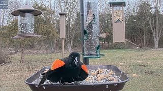Red-Winged Blackbird in all his glory!