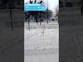 Сбивают снег с крыши в Железногорске без техники безопасности