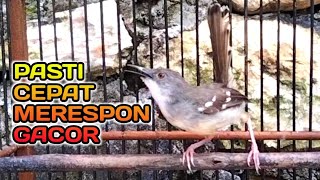 Ciblek gacor penuh emosi dan suara ciblek betina Paling efektif bikin ciblek lain cepat merespon