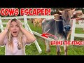 MY COWS ESCAPED & ATTACK SOMEONE