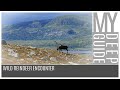 Wild Reindeer Encounter