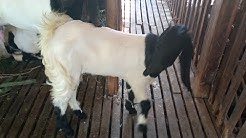 sukses ternak kambing|Saran untuk pemula ternak kambing agar sukses - Durasi: 15.32. 