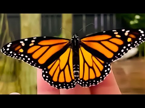 Video: Pflanzen für Monarch-Raupen – So ziehen Sie Monarchf alter an