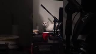 Şarkıcı Kedi Resimi