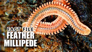 Feather Millipede Facts: the PINWHEEL Millipede 🐛 Animal Fact Files