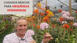 Cuidados Básicos para Orquídeas Epidendrum: Guía Completa para su Cultivo Exitoso