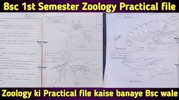 Bsc 1st Semester Zoology Practical file/How to Make Zoology Practical file 2024,25📂#zoologypractical