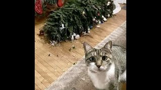 😺 Коты не любят праздники! 🐈 Смешное видео с котами и котятами для хорошего настроения! 😸