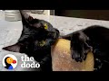 Cat goes WILD for Trader Joe's ciabatta! | The Dodo Cat Crazy