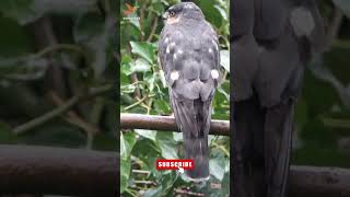 Merlin Falcon call #falcon #merlin #birds #birdsounds #nature screenshot 4