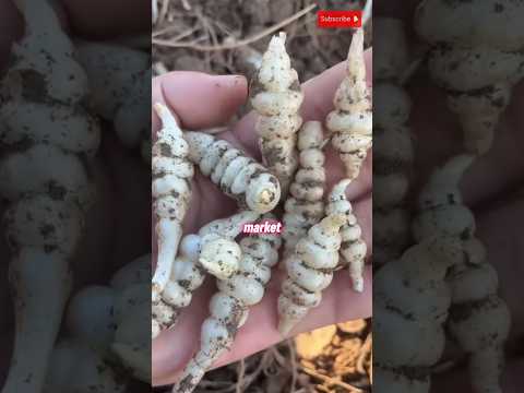 كروسني أجمل خضار جذري في العالم أخوات الشوك