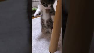 Kitten vs. owner's toes #cat #kitten #cute