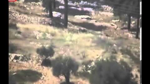 VMD - Scanning Camera In Forest