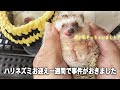 ハリネズミお迎え一週間でとんでもない事件をおこしました
