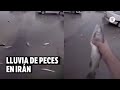 Lluvia de peces en Irán: la verdad detrás de los videos virales que causaron asombro | El Espectador