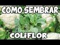 Como Sembrar Coliflor Con Éxito, Del Semillero Al Trasplante || La Terraza de Jose