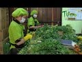 Producción y comercialización de hierbas aromáticas - TvAgro por Juan Gonzalo Angel