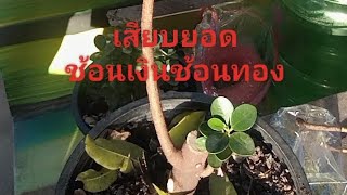 เสียบยอดช้อนเงินช้อนทอง@chart thongwan shortsvideo shortsviral bonsai บอนไซช้อนเงินช้อนทอง