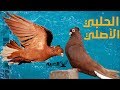 مواصفات الحمام الحلبي الأصلي والفرق بينه وبين الحلبي الحالي بالتفصيل