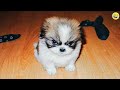 Funny animalss funniest cats and dogs 2024