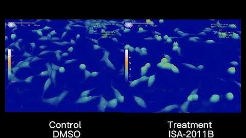 C4-2 prostate cancer cells with 48h treatment of ISA-2011B by Tianyan Wang | HoloMonitor®