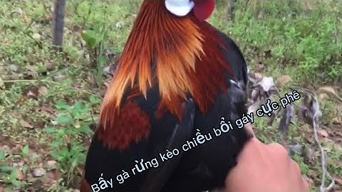 Bấy gà rừng bổi già : kèo cực phê mồi tơ lần đầu ra rừng
