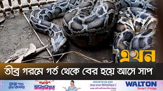 নতরকণয ধন কষত মলল সত ফট লমব অজগর Snake Rescue Ekhon Tv