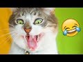 Я РЖАЛ ПОЛ ЧАСА | Смешные Коты и Собаки | ПРИКОЛЫ С ЖИВОТНЫМИ | Cute Cats