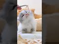 Cat cats pets pet animal crazy cute kitten kitty katzen yt shorts funny fun viral