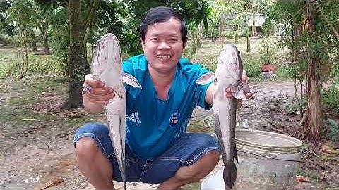 Về Miền Tây ăn cá lóc nướng trui, gà nấu cháo, lòng heo luộc  | Sen hồng TV