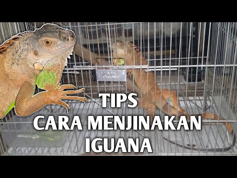 Video: Cara Menjinakkan Iguana