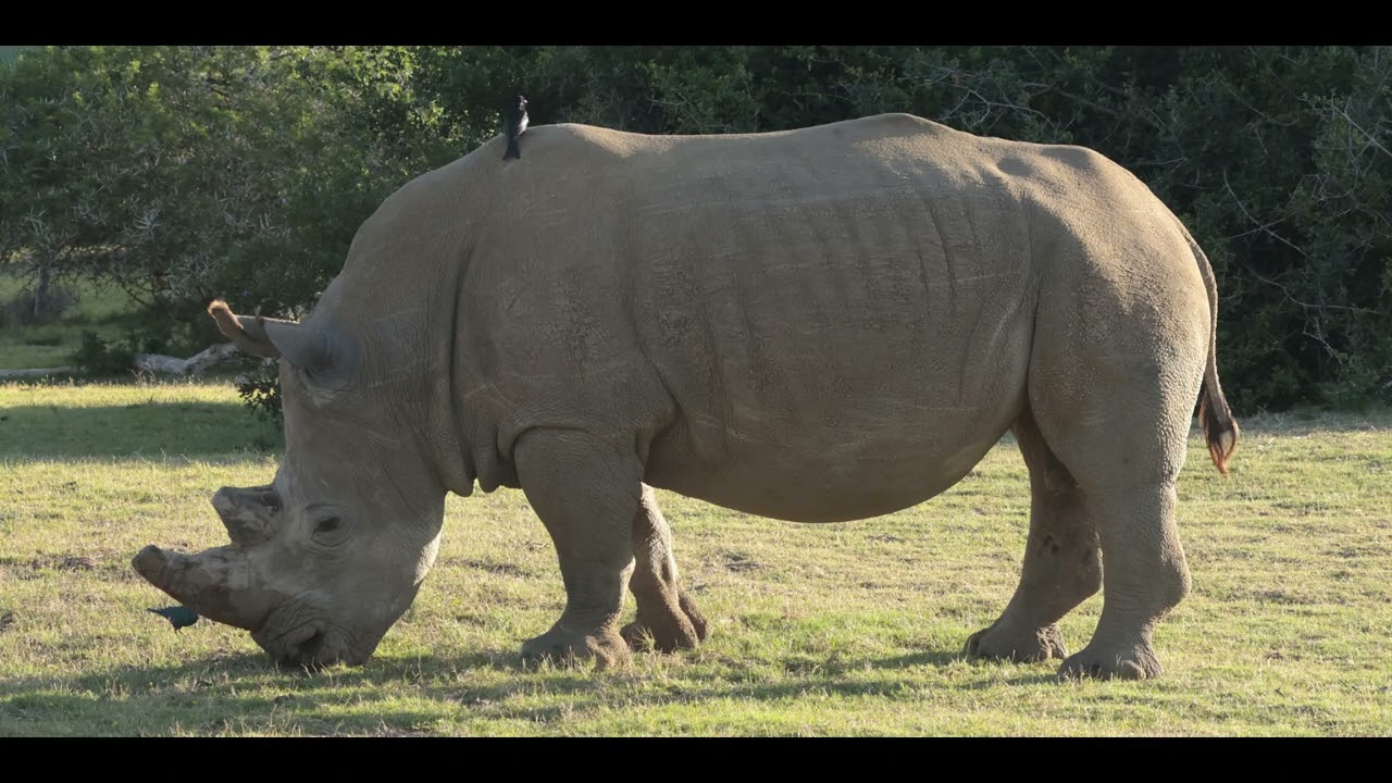 Schotia Safaris Private Game Reserve