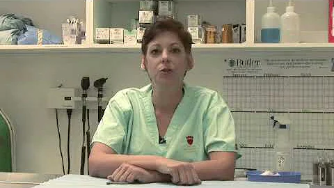 What to Do When Kittens Are Born