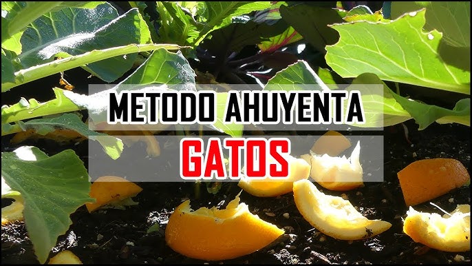 🥇【Plantas Repelentes de Gatos】- Ahuyentador