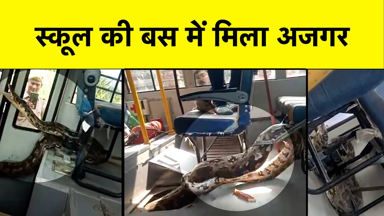 A huge python was found inside a parked school bus in UP | - YouTube