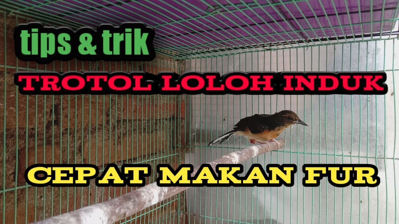 hasil loloh induk trotolan cepat makan voer