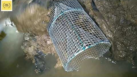 Mưu Sinh Với Nghề Bẫy Ếch | Lợp Chợ Có Chạy Mạnh Không? | Kết Quả Bất Ngờ // Catch frog // Học vlog