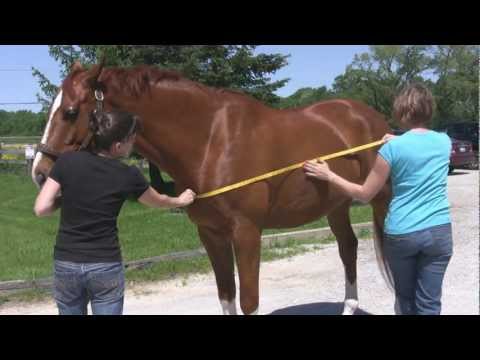 How To Measure For A Horse Blanket