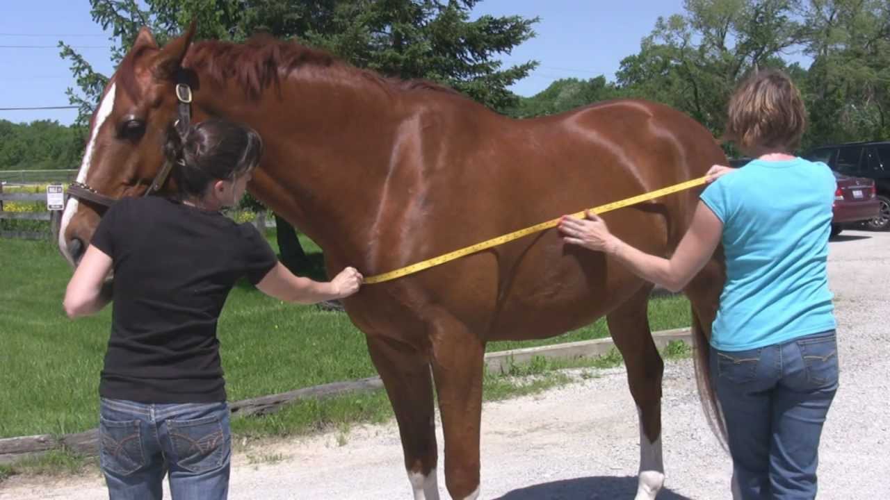 How To Measure For A Horse Blanket - YouTube