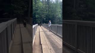 HEART-POUNDING Moment a Black Bear Runs into a Hiker in Glacier National Park #shorts