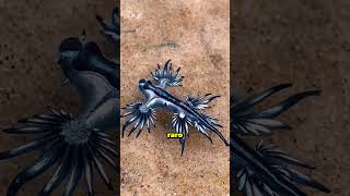 Personas Que Jugaron Con Su Propia Vida