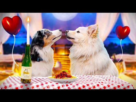 Vidéo: Date Night Ideas pour les amoureux des chiens