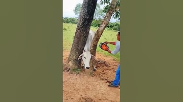 Rescue process of a cow trapped between two trees