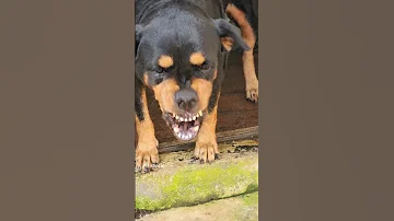 attack dogs barking #viral #rottweiler #angry #angryanimal #rottweilerpuppy #angrypuppy #angrydog