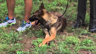 K-9 Brune  - Monday, July 13, 2015