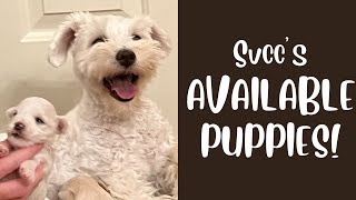 SVCC Schnauzers Available Puppies 42924