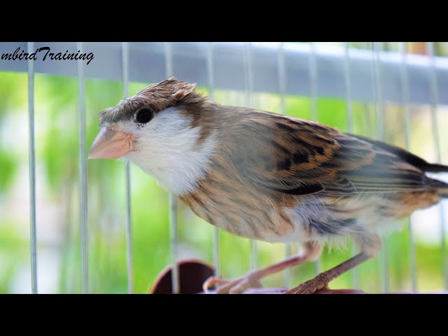 Seperti inilah seharusnya suara burung kenari JANTAN yang masih sangat muda! class=