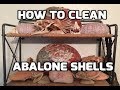 Complete guide to cleaning abalone shells