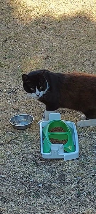 Trying to Tame Wild Cat! Dream ON! - YouTube